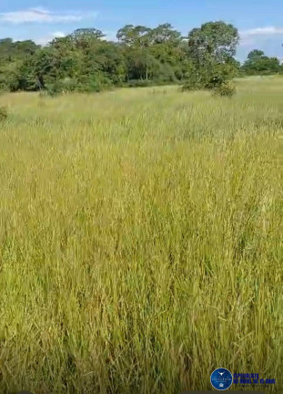 Imagem Fazenda à Venda, 773 m² em Zona Rural - Cocalinho Imagem Fazenda à Venda, 773 m² em Zona Rural - Cocalinho
