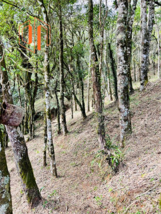 Imagem Imóvel à Venda, 10.000 m² em Contenda - São José Dos Pinhais Imagem Imóvel à Venda, 10.000 m² em Contenda - São José Dos Pinhais