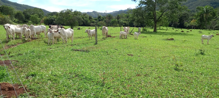 Imóvel à Venda,  em Fazenda Cadoz Municipio De  Mimoso Go - Mimoso De Goiás