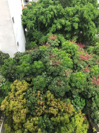 Imagem Imóvel com 1 Quarto para Alugar, 45 m² em Higienópolis - São Paulo Imagem Imóvel com 1 Quarto para Alugar, 45 m² em Higienópolis - São Paulo