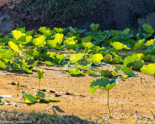 Imagem Terreno à Venda, 84.000 m² em Vargem Pequena - Rio De Janeiro