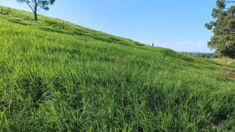 Imagem Fazenda à Venda, 100 m² em Espírito Santo - Paraibuna Imagem Fazenda à Venda, 100 m² em Espírito Santo - Paraibuna