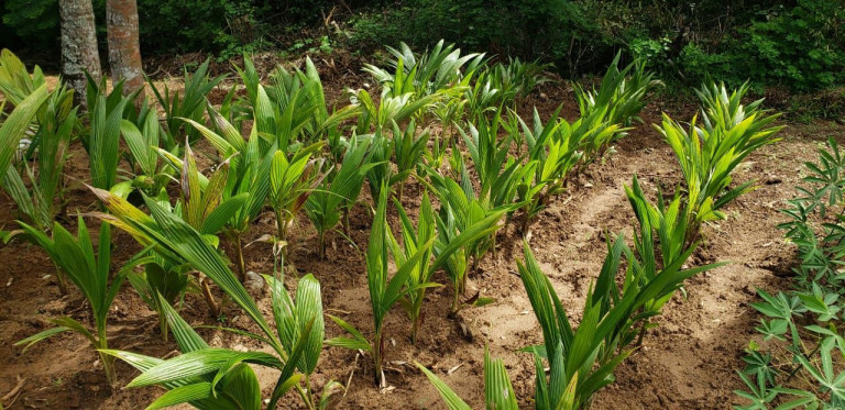 Imagem Imóvel à Venda, 12.000 m² em Zona Rural - Camaçari