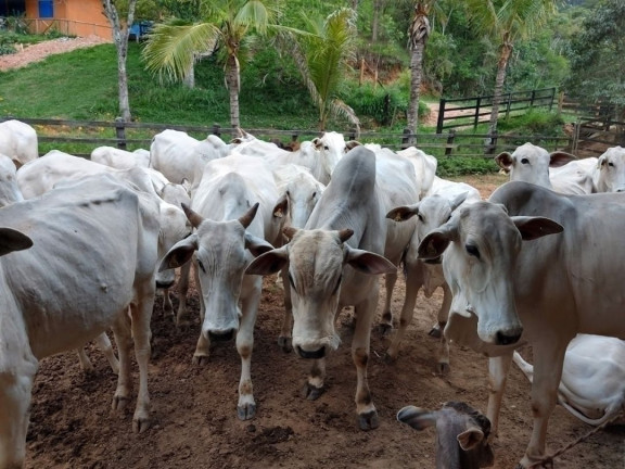 Imagem Fazenda à Venda, 600 m² em Sao Germano - Paraibuna Imagem Fazenda à Venda, 600 m² em Sao Germano - Paraibuna