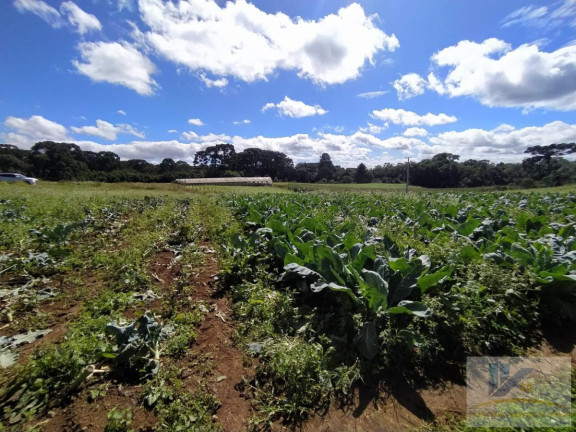 Imagem Terreno à Venda, 43.000 m² em Campo Largo Da Roseira - São José Dos Pinhais
