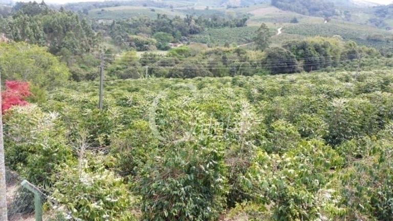 Imagem Chácara à Venda, 5 m² em Albertina Imagem Chácara à Venda, 5 m² em Albertina