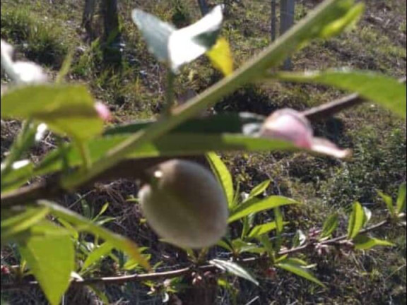 Imagem Chácara à Venda, 2 m² em Briet Catuçaba - São Luíz Do Paraitinga Imagem Chácara à Venda, 2 m² em Briet Catuçaba - São Luíz Do Paraitinga