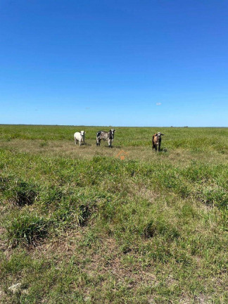 Imagem Fazenda à Venda, 24.220.000 m² em Zona Rural - Peixes Imagem Fazenda à Venda, 24.220.000 m² em Zona Rural - Peixes