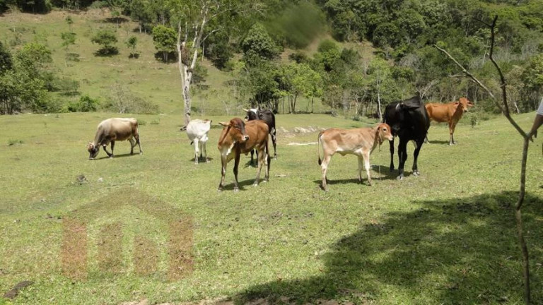 Imagem Imóvel com 4 Quartos à Venda, 
