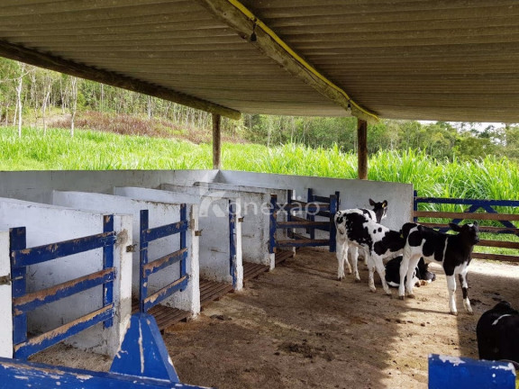 Imagem Fazenda à Venda, 90 m² em Centro - São Luíz Do Paraitinga Imagem Fazenda à Venda, 90 m² em Centro - São Luíz Do Paraitinga