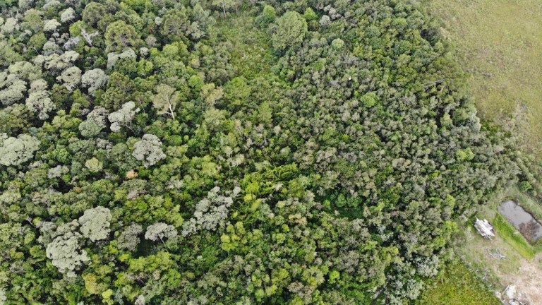 Imagem Terreno à Venda, 19.600 m² em Colônia Faria - Colombo