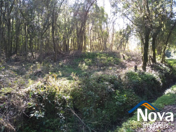Imagem Imóvel à Venda, 85.000 m² em Linha Temerária - Nova Petrópolis Imagem Imóvel à Venda, 85.000 m² em Linha Temerária - Nova Petrópolis