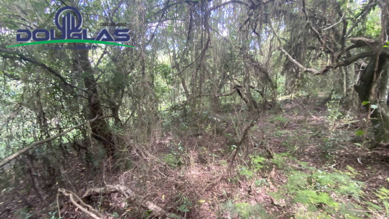 Imagem Terreno à Venda, 5.000 m² em Viamão