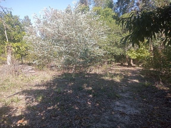 Imagem Chácara com 3 Quartos à Venda, 2.056 m² em águas Claras - Viamão