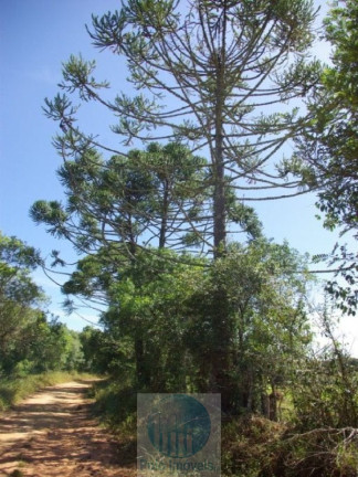 Imagem Imóvel com 3 Quartos à Venda, 220.000 m² em Zona Rural - Jacui