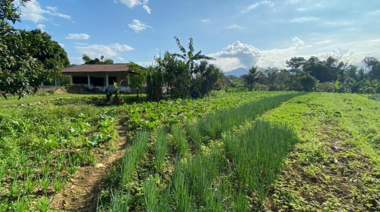 Imagem Chácara com 3 Quartos à Venda, 12.000 m² em Cachoeira - Antonina Imagem Chácara com 3 Quartos à Venda, 12.000 m² em Cachoeira - Antonina