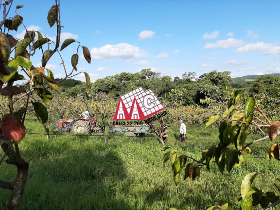 Imagem Imóvel com 3 Quartos à Venda, 310.000 m² em Vila Elvio - Piedade Imagem Imóvel com 3 Quartos à Venda, 310.000 m² em Vila Elvio - Piedade