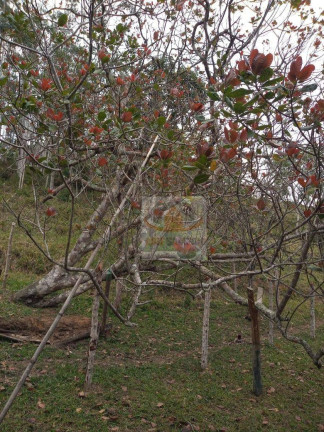 Imagem Fazenda à Venda, 72.000 m² em Padre André - Jacupiranga Imagem Fazenda à Venda, 72.000 m² em Padre André - Jacupiranga