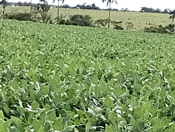 Imagem Fazenda à Venda, 963 m² em Rural - Rosário Oeste