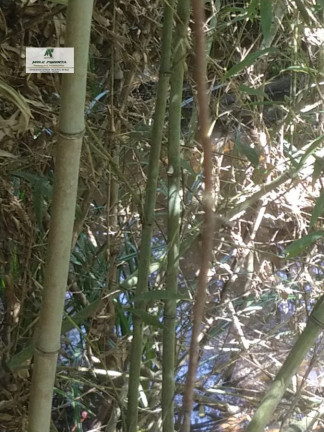 Imagem Terreno à Venda, 2.500 m² em Caetê - São Roque Imagem Terreno à Venda, 2.500 m² em Caetê - São Roque