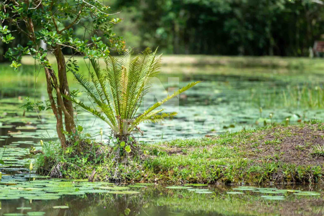 Imagem Terreno à Venda,  em Rio Do Meio - Camboriu