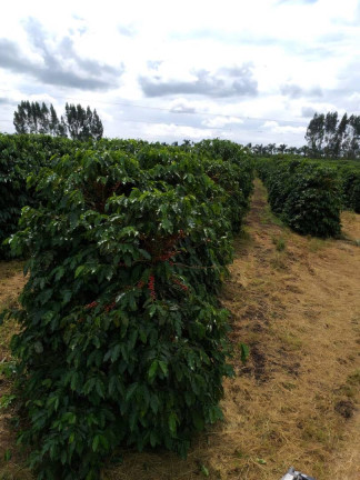 Imagem Fazenda à Venda, 248 m² em Ribeirão Preto Imagem Fazenda à Venda, 248 m² em Ribeirão Preto