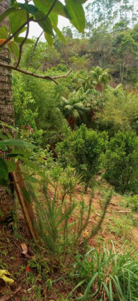 Imagem Chácara à Venda, 30.000 m² em Santa Maria De Marechal - Marechal Floriano