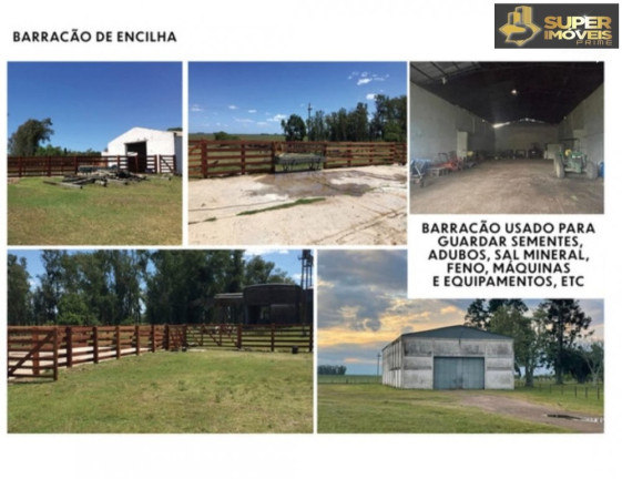 Imagem Imóvel com 3 Quartos à Venda, 25.000.000 m² em Prado - Santana Do Livramento