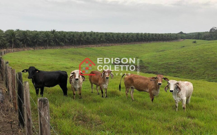 Imagem Fazenda à Venda, 6.000.000 m² em Centro - Itamaraju