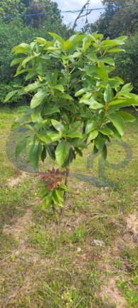 Imagem Fazenda à Venda, 3.000 m² em águas Claras - Torres
