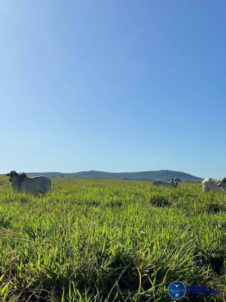 Imagem Fazenda à Venda, 500 m² em Zona Rural - Peixe Imagem Fazenda à Venda, 500 m² em Zona Rural - Peixe