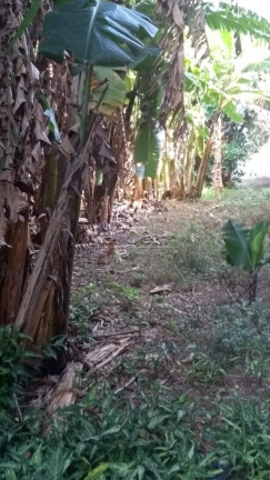 Imagem Terreno à Venda, 1.630 m² em Jardim Mariliza - São Paulo