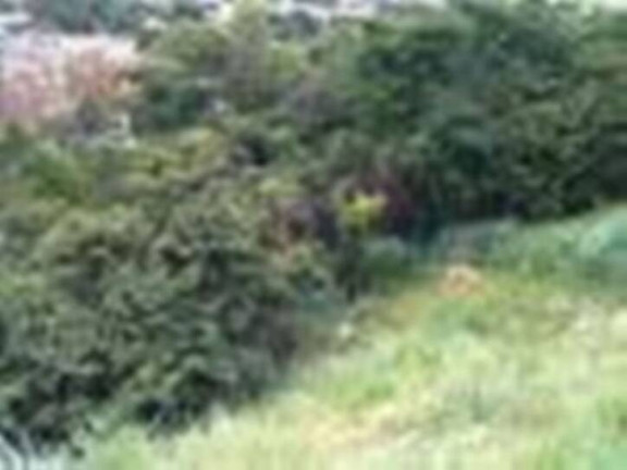 Imagem Terreno à Venda, 367 m² em Havaí - Belo Horizonte