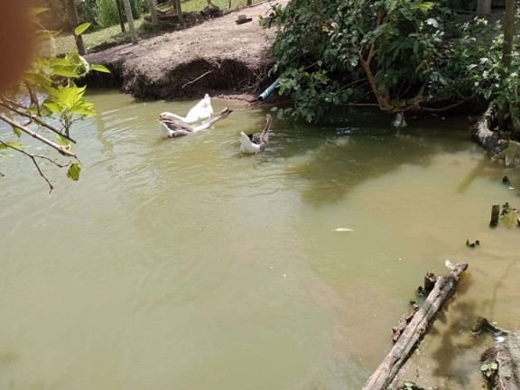Imagem Chácara com 2 Quartos à Venda, 250 m² em Espírito Santo - Paraibuna