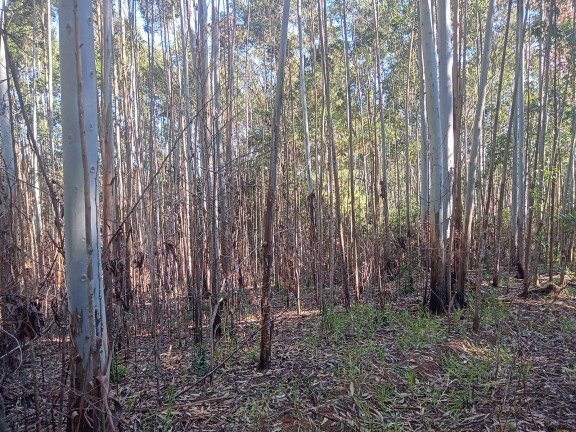 Imagem Chácara à Venda, 29.000 m² em Pimenta - Viamão