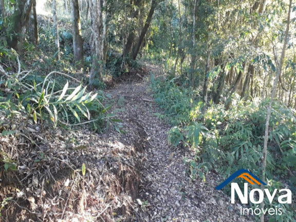 Imagem Imóvel à Venda, 60.000 m² em Linha Riachuelo - Nova Petrópolis Imagem Imóvel à Venda, 60.000 m² em Linha Riachuelo - Nova Petrópolis