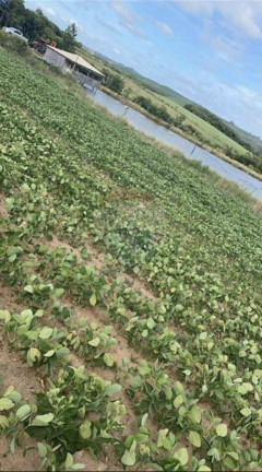 Imagem Fazenda à Venda, 825.000 m² em Zona Rural - Encruzilhada Do Sul Imagem Fazenda à Venda, 825.000 m² em Zona Rural - Encruzilhada Do Sul
