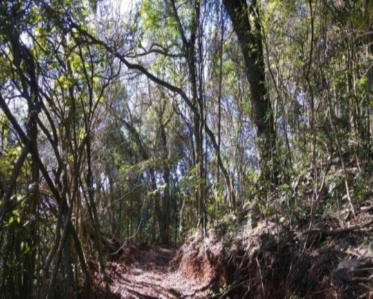 Imagem Terreno à Venda, 6.210 m² em Linha Imperial - Nova Petrópolis Imagem Terreno à Venda, 6.210 m² em Linha Imperial - Nova Petrópolis