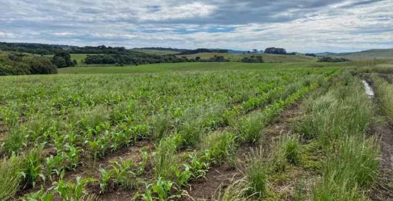 Imagem Fazenda à Venda, 104 m² em Localidade Azulega - Cambara Do Sul Imagem Fazenda à Venda, 104 m² em Localidade Azulega - Cambara Do Sul