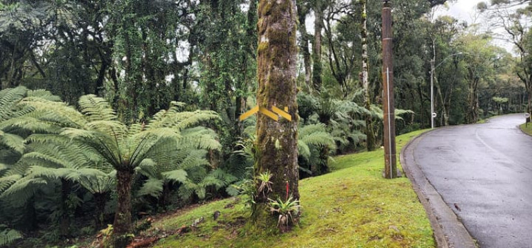 Imagem Terreno à Venda, 1.093 m² em Floresta - Gramado Imagem Terreno à Venda, 1.093 m² em Floresta - Gramado