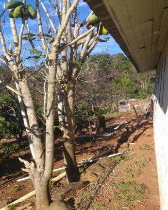 Imagem Imóvel com 3 Quartos à Venda, 65 m² em Fazenda Pirajá - Nova Petrópolis Imagem Imóvel com 3 Quartos à Venda, 65 m² em Fazenda Pirajá - Nova Petrópolis