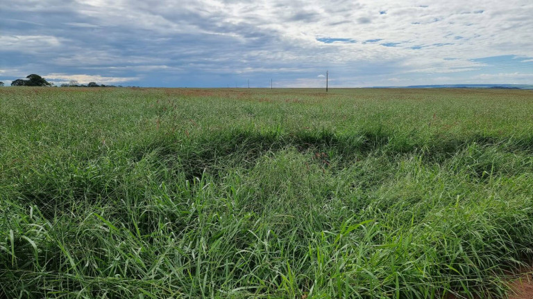 Imagem Fazenda à Venda, 2.400 m² em Paranatinga Imagem Fazenda à Venda, 2.400 m² em Paranatinga