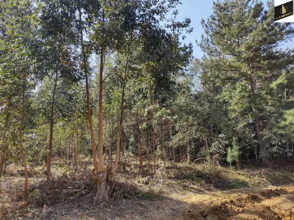 Imóvel à Venda, 31.147 m² em Barco - Mandirituba