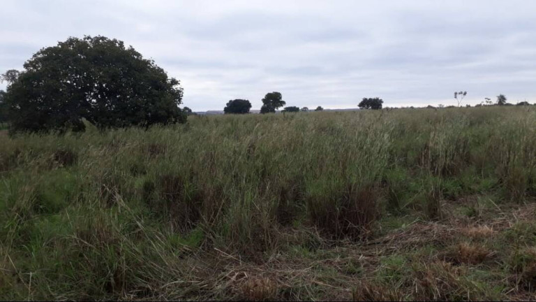 Imagem Fazenda à Venda, 2.000 m² em Cuiabá Imagem Fazenda à Venda, 2.000 m² em Cuiabá