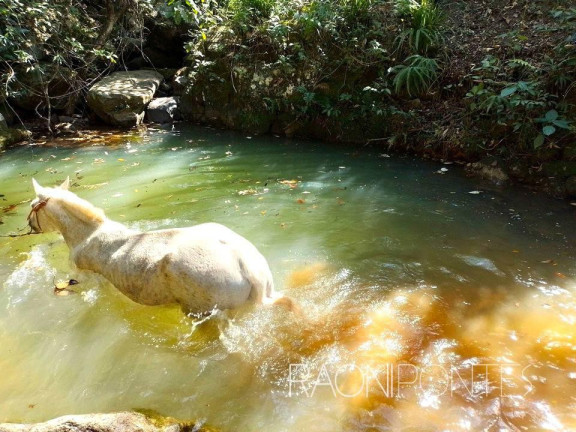 Imagem Fazenda à Venda, 70.000 m² em Sodrelândia - Trajano De Morais Imagem Fazenda à Venda, 70.000 m² em Sodrelândia - Trajano De Morais