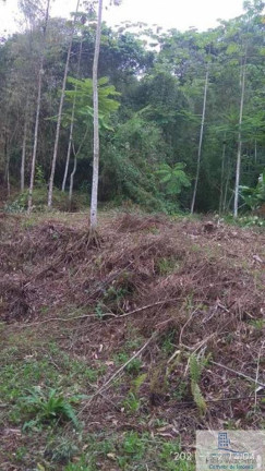 Imagem Chácara à Venda, 126.000 m² em Centro (rio Rosinha) - Rio Dos Cedros