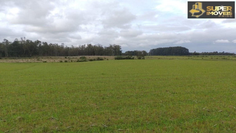 Imagem Imóvel com 3 Quartos à Venda, 660.000 m² em Zona Rural - Capão Do Leão