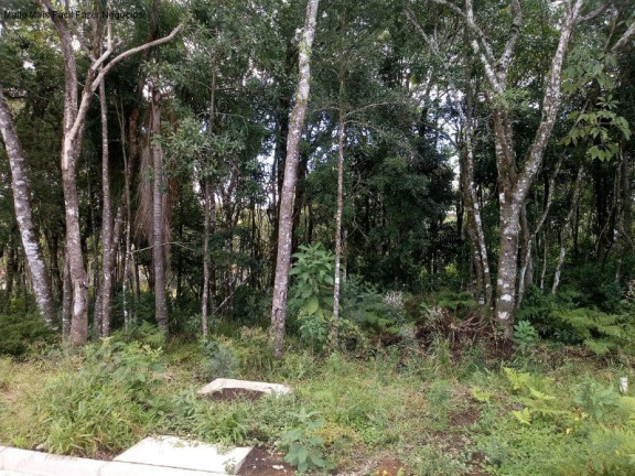 Imagem Terreno à Venda, 370 m² em Linha Imperial - Nova Petrópolis Imagem Terreno à Venda, 370 m² em Linha Imperial - Nova Petrópolis