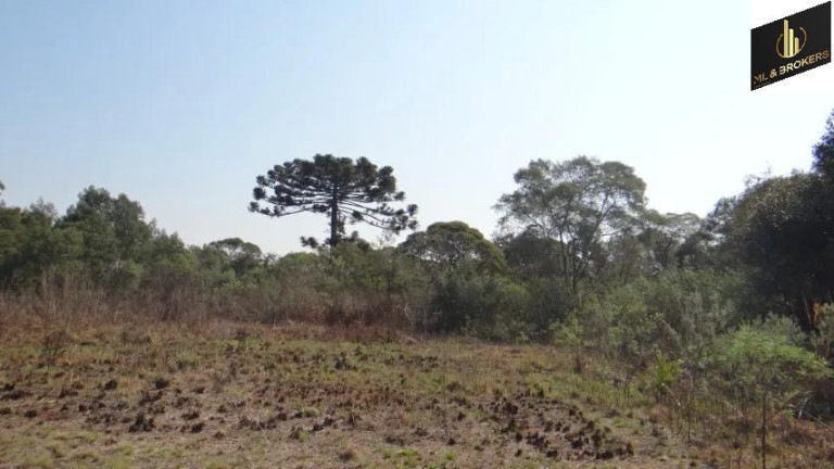Imagem Imóvel com 4 Quartos à Venda, 84.000 m² em Jardim Itaqui - Campo Largo Imagem Imóvel com 4 Quartos à Venda, 84.000 m² em Jardim Itaqui - Campo Largo