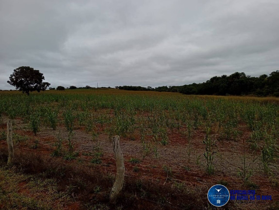 Imagem Fazenda à Venda, 33 m² em Zona Rural - Caiapônia Imagem Fazenda à Venda, 33 m² em Zona Rural - Caiapônia
